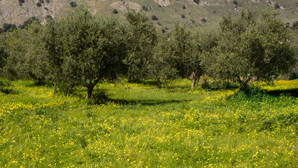 Yellow wildflowers in bloom beneath olive trees in an orchard on the Greek island of Crete