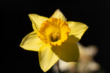 Narcissus flower in bloom. Spring flowers. Narcissus blossoms. Narcissus flowers in a garden. Close-up of a blooming narcissus. Blossoms spring background.