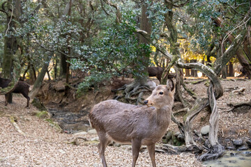 feeding the wild deer in Nara, Japan 
