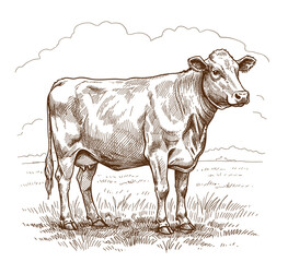 Hand Drawing Cow Vintage Vector