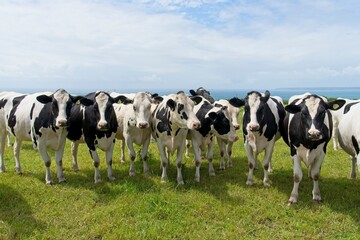 Cows grazing on the pastures facing the Atlantic ocean at the Cornwall coast in England near Rinsey on Lizard Peninsula