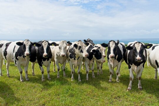 Cows grazing on the pastures facing the Atlantic ocean at the Cornwall coast in England near Rinsey on Lizard Peninsula