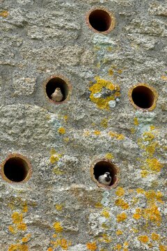 Sparrows nesting in holes in a wall