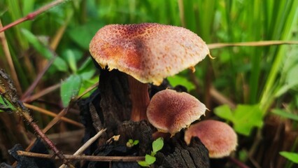 mushroom in the forest