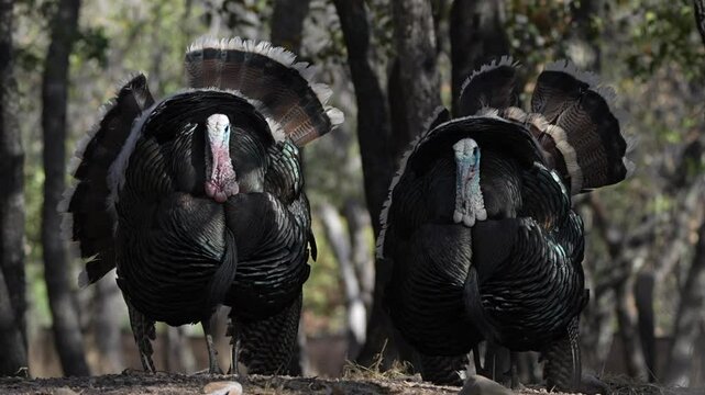 turkey in the field s[read tail in the spring for mating