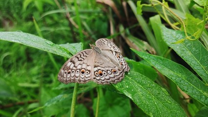 butterfly on leaf