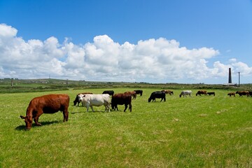 Naklejka premium South West Coast path a long distance walking trail passing cows grazing in the fields neat St Just on the Cornwall west coast between the remnant of old tin mines