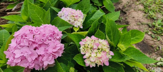 Beautiful blue Hydrangea Macrophylla Adria flower