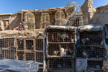 Roosters, sellers at the Kabul Bird Market, Jadayi Maiwand, Kabul, Afghanistan