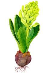 PNG Watercolor drawn green Hyacinth, flowers and green leaves isolated. Botany Illustration of buib of a plant with buds. Design for covers, packaging, fabric, season offer.