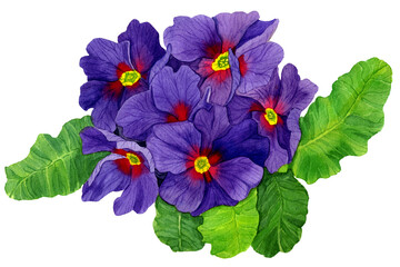 PNG Watercolor drawn Primrose, violet flowers and green leaves isolated. Botany Illustration of spring flower with purple petals and yellow core. Design for covers, packaging, fabric, season offer.