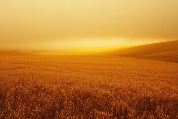 Obraz premium Golden Wheat Field Sunrise Haze.