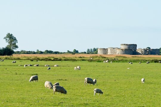 Camber Castle between Rye and Winchelsea in East Sussex England is a historic castle built by Henry VIII to guard the port of Rye