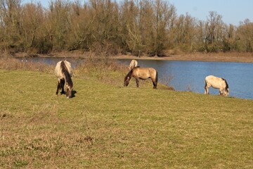 Konik or Polish Konik is a Polish breed of small horse or pony here grazing on the banks of the river Waal in the Netherlands near Druten © Bennekom