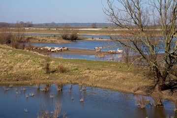 Konik or Polish Konik is a Polish breed of small horse or pony standing in the water on the banks of the river Waal in the Netherlands near Druten © Bennekom