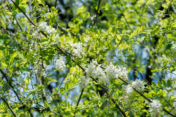 Blooming Acacia Tree with White Flowers in Spring