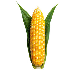 Obraz premium Fresh corn on the cob with vibrant yellow kernels and green husks isolated against a transparent background.