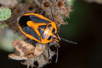 Agonoscelis rutila - Horehound Bug in Natural Habitat - Macro Insect Photography