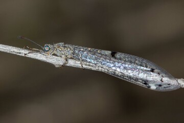 Antlion - Bandidus canifrons - Australian Neuropteran Insect Macro