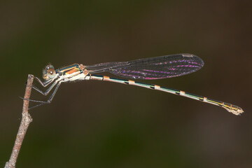Wandering Ringtail Damselfly Perched on a Thin Plant Stem