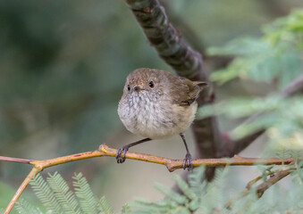 Brown Thornbill - Acanthiza pusilla - Perched on Branch in Natural Habitat