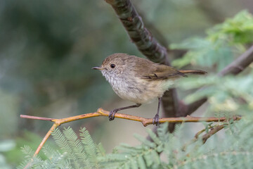 Australian Brown Thornbill - Acanthiza pusilla - Small Songbird on Branch