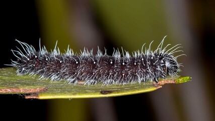Spotted Jezebel caterpillar -  Side View of Delias aganippe larva on native foliage