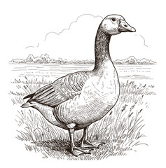 Hand Drawing Goose Vintage Vector