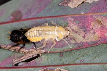 Austral Ellipsidion Shedding Skin - Ellipsidion australe - Rare Molting Moment