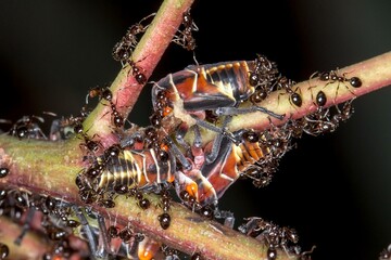Eurymeloides pulchra - Ants Harvesting Honeydew from Gum Leafhopper