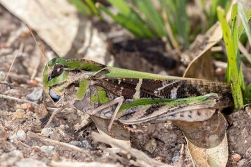 Grasshopper - Gastrimargus musicus - Australian Locust Species