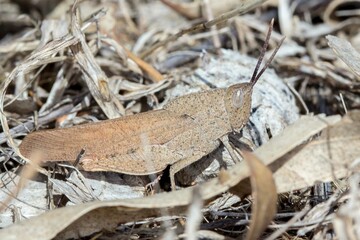Gumleaf Grasshopper - Goniaea australasiae - Native Insect Macro Photography