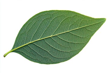 Obraz premium Close-up of a vibrant green leaf. Detailed venation patterns are clearly visible