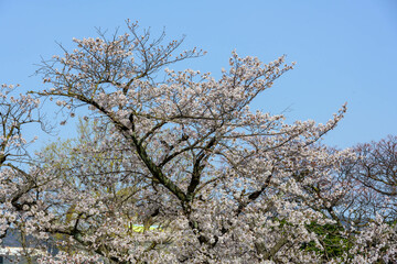 桜の名所兵庫県西宮市の夙川公園　満開の桜