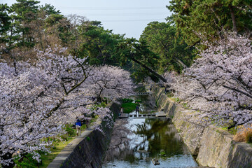 桜の名所兵庫県西宮市の夙川公園　満開の桜