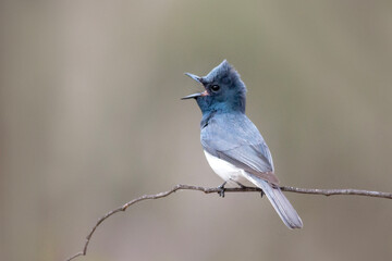 Leaden Flycatcher - Myiagra rubecula - Perched Australian Songbird