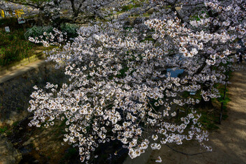 桜の名所兵庫県西宮市の夙川公園　満開の桜