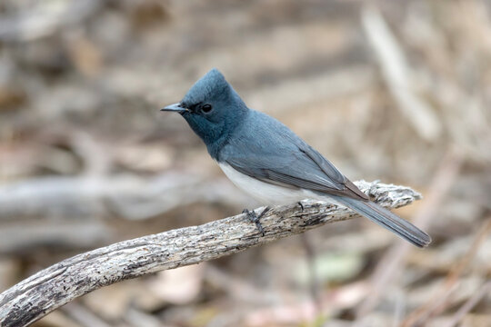 Leaden Flycatcher - Myiagra rubecula - Australian Bird in Habitat