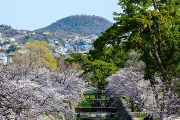 桜の名所兵庫県西宮市の夙川公園　満開の桜
