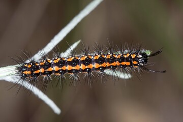Australian Magpie Moth Caterpillar - Nyctemera amicus - Hairy Larva on Leaf
