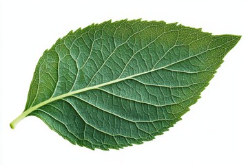 Obraz premium Close-up of a vibrant green leaf. Detailed vein structure and leaf margin are visible