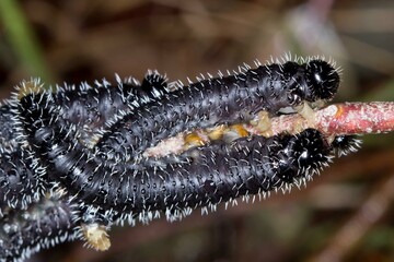 Spitfire Sawfly Larvae- Genus Perga - Group