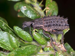 Leptopius duponti - Broad-nosed Weevil Macro - Australian Insect In Situ