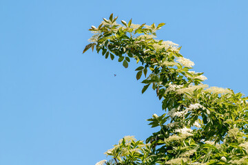 Tree Branch with Hovering Insect Against Blue Sky