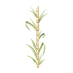 Sugar cane stalks with green leaves watercolor illustration isolated. Fresh sweet ripe stem for sugar production. Ingredient for rum. Hand drawn bamboo shoot. Clipart for food design in sketch style.