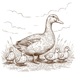 Hand Drawing Duck Mother and her children Vintage Vector