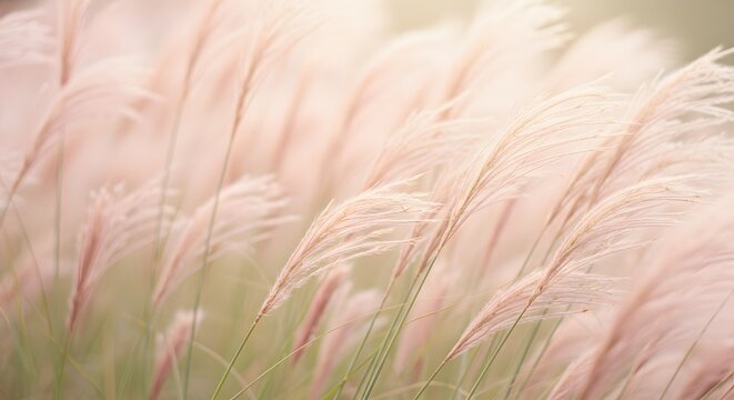 A close-up shot of a pink grass flower, with a pink blurred background.