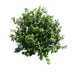 Obraz premium shrubs isolated on transparent background
