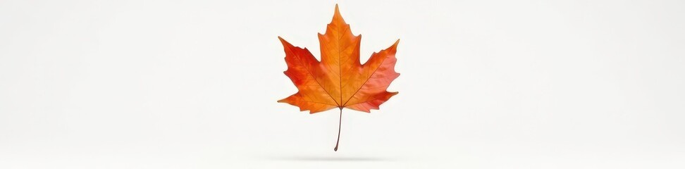 Fototapeta premium Single leaf of maple tree suspended in mid-air on white background, nature photography, isolated, white surface