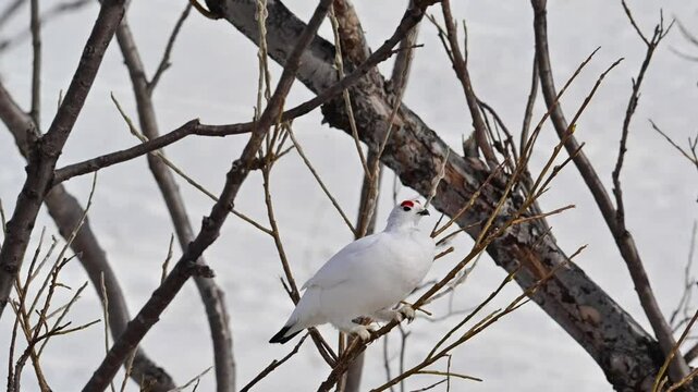 A Willow Ptarmigan (Lagopus lagopus) pecks fresh buds from a willow tree in Alaska and responds to the calls of other ptarmigan in the area.